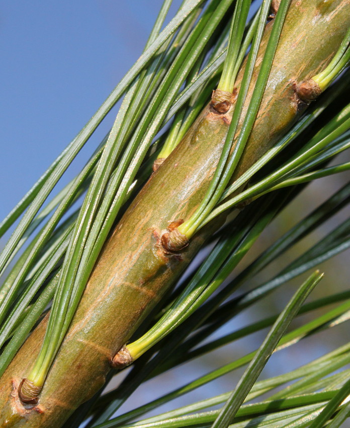 Изображение особи Pinus armandii.