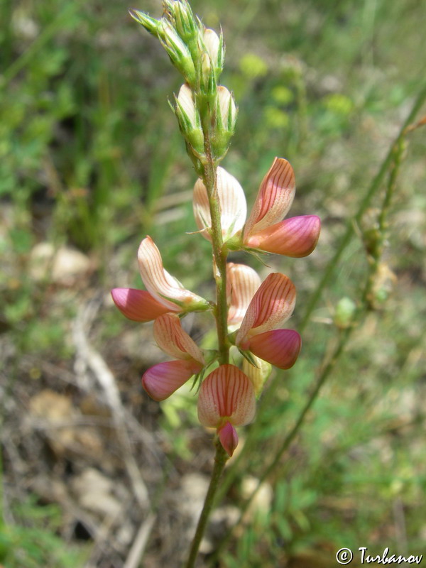 Image of Onobrychis arenaria specimen.