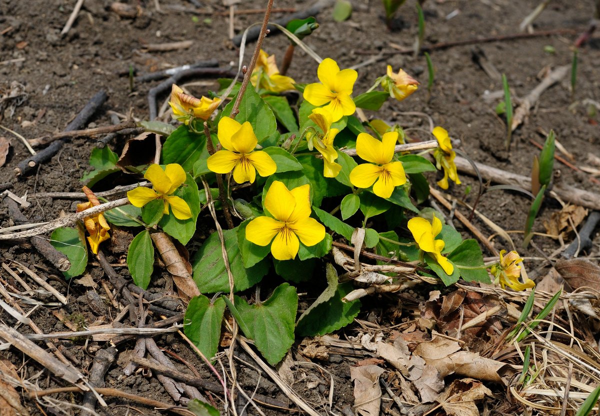 Изображение особи Viola xanthopetala.