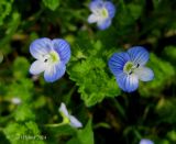 Veronica filiformis