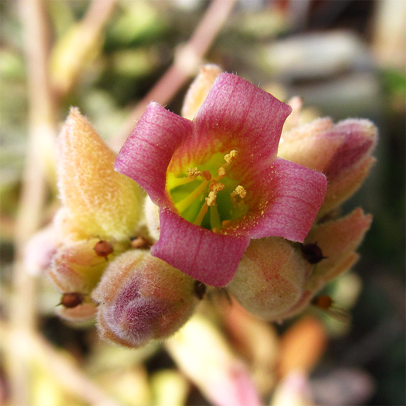 Изображение особи Kalanchoe beharensis.