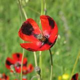 Papaver laevigatum. Цветок. Украина, Донецкая обл., Кривая коса, песчано-ракушечниковая терраса, НПП \"Меотида\". 26.04.2014.