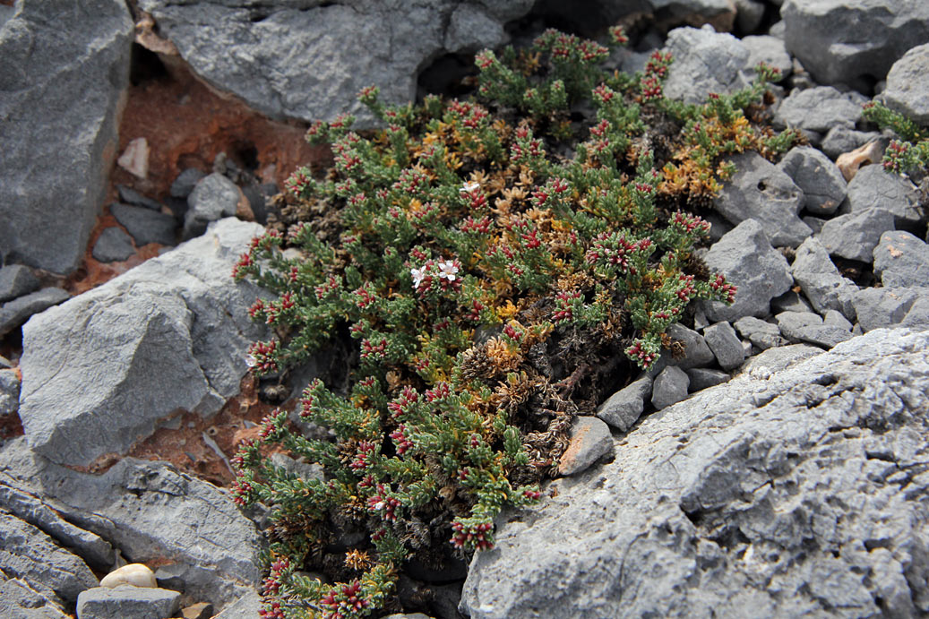 Image of Frankenia hirsuta specimen.