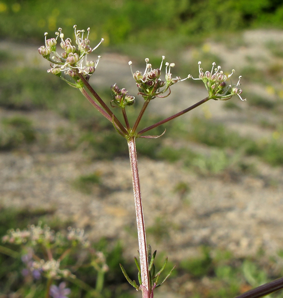 Изображение особи Trinia leiogona.