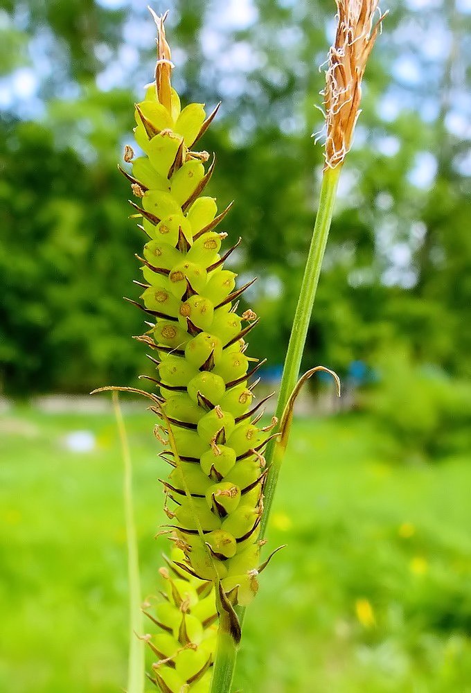 Image of Carex &times; squamigera specimen.