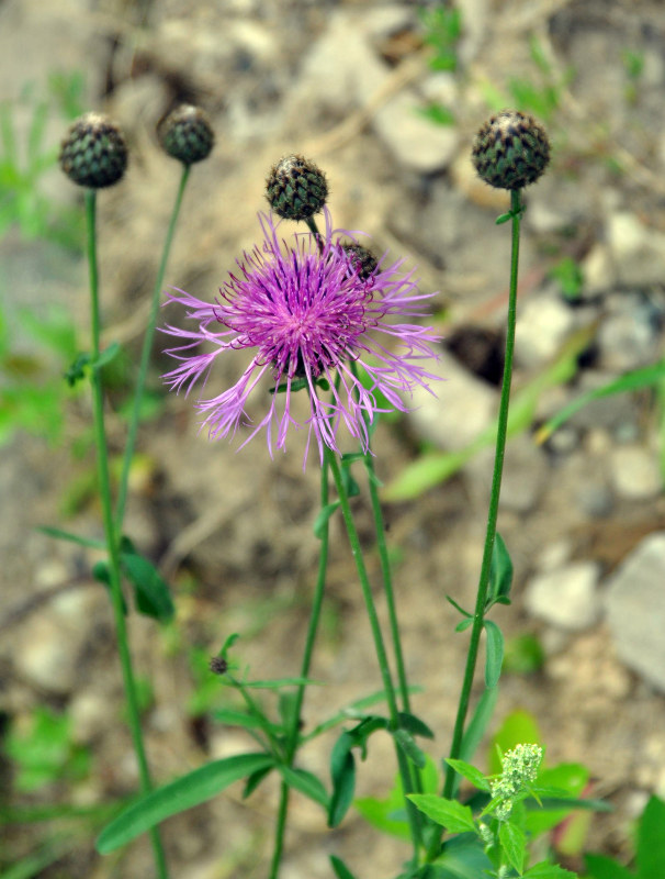 Image of Centaurea scabiosa specimen.