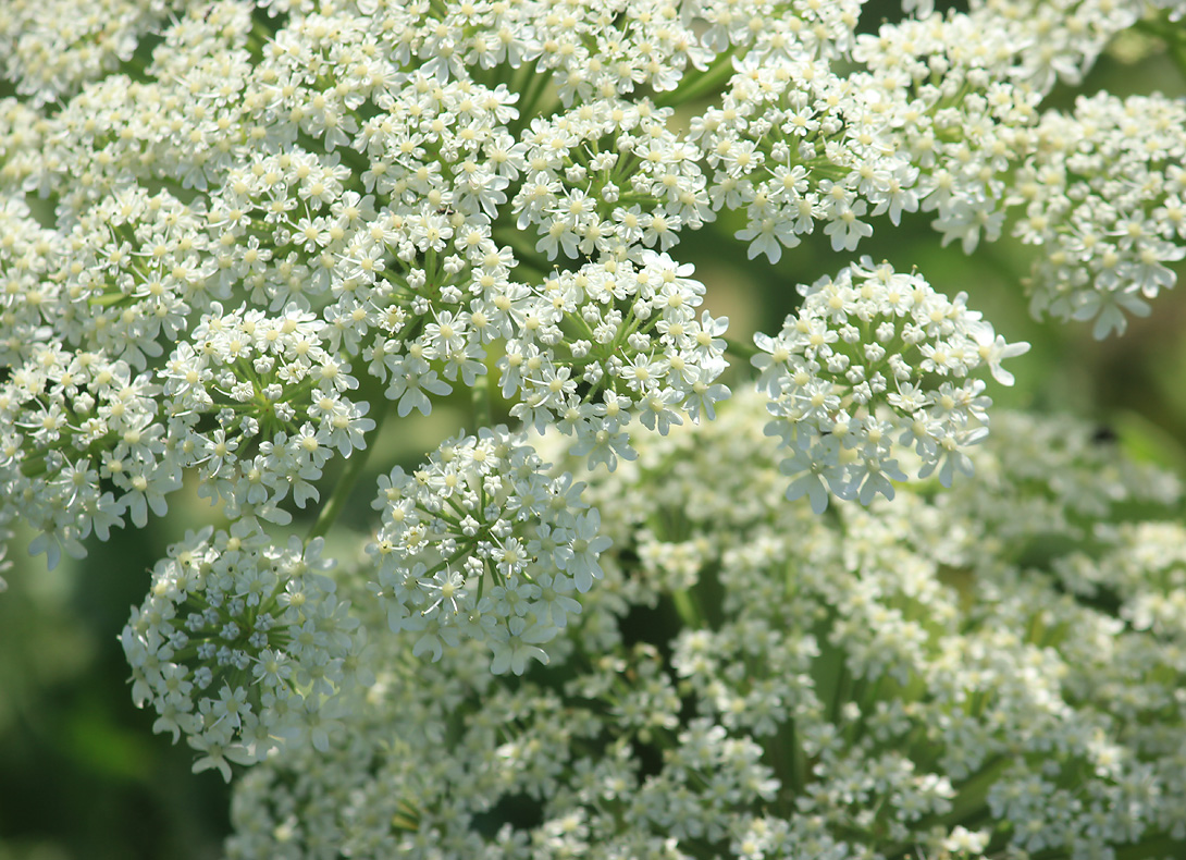 Изображение особи Heracleum stevenii.