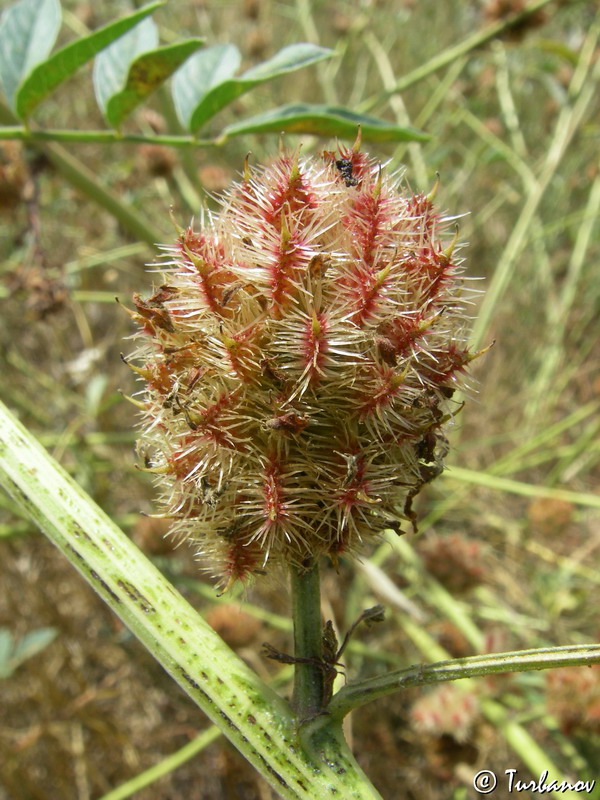 Image of Glycyrrhiza echinata specimen.
