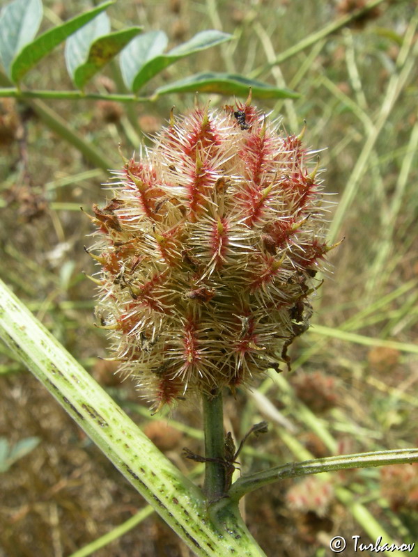 Семена солодки. Glycyrrhiza echinata. Солодка щетинистая Glycyrrhiza. Glycyrrhiza echinata l.. Солодка щетинистая семена.