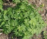 Trollius europaeus