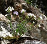 Lychnis samojedorum. Цветущее растение. Архангельская обл., Холмогорский р-н, окр. пос. Усть-Пинега, береговая скала р. Пинега. 16.06.2014.