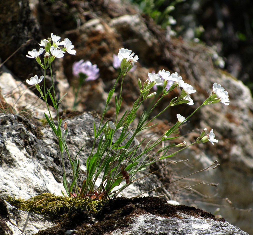 Image of Lychnis samojedorum specimen.