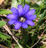 Gentiana dshimilensis