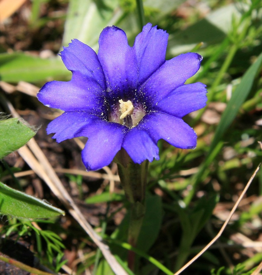 Изображение особи Gentiana dshimilensis.