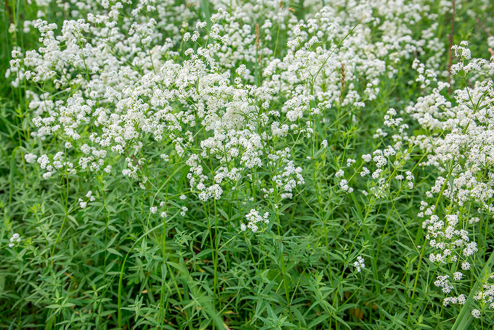 Image of Galium boreale specimen.