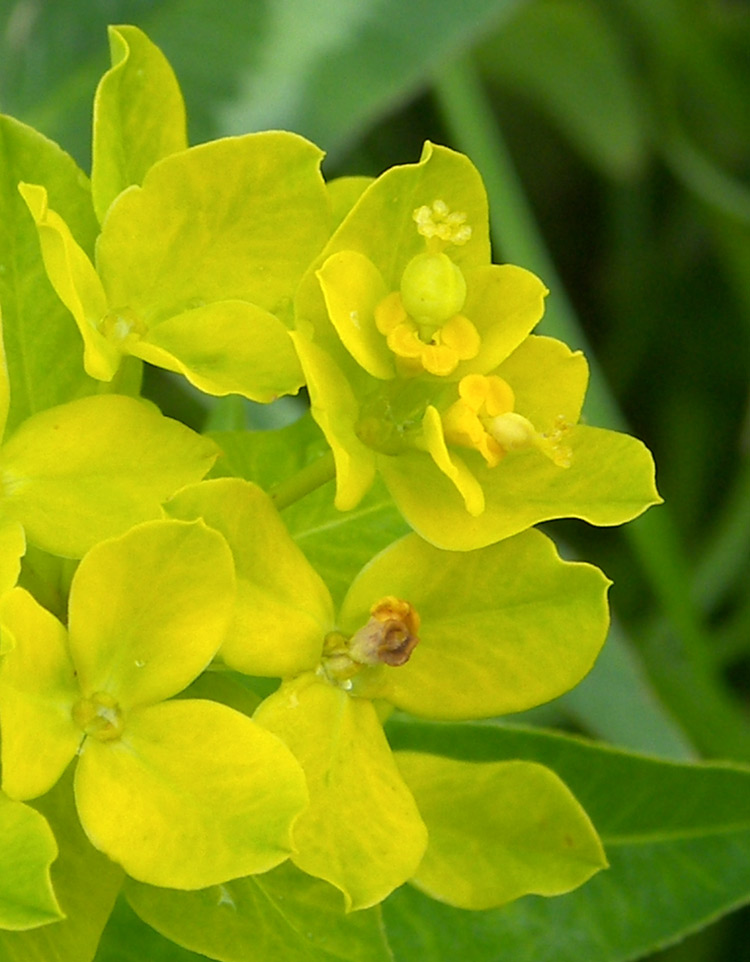 Изображение особи Euphorbia procera.