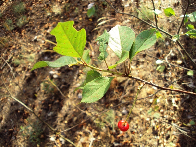 Image of Cerasus fruticosa specimen.