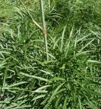 Peucedanum morisonii