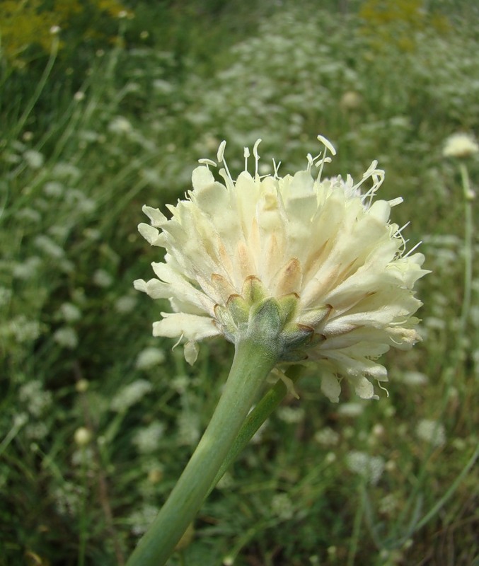 Изображение особи Cephalaria uralensis.