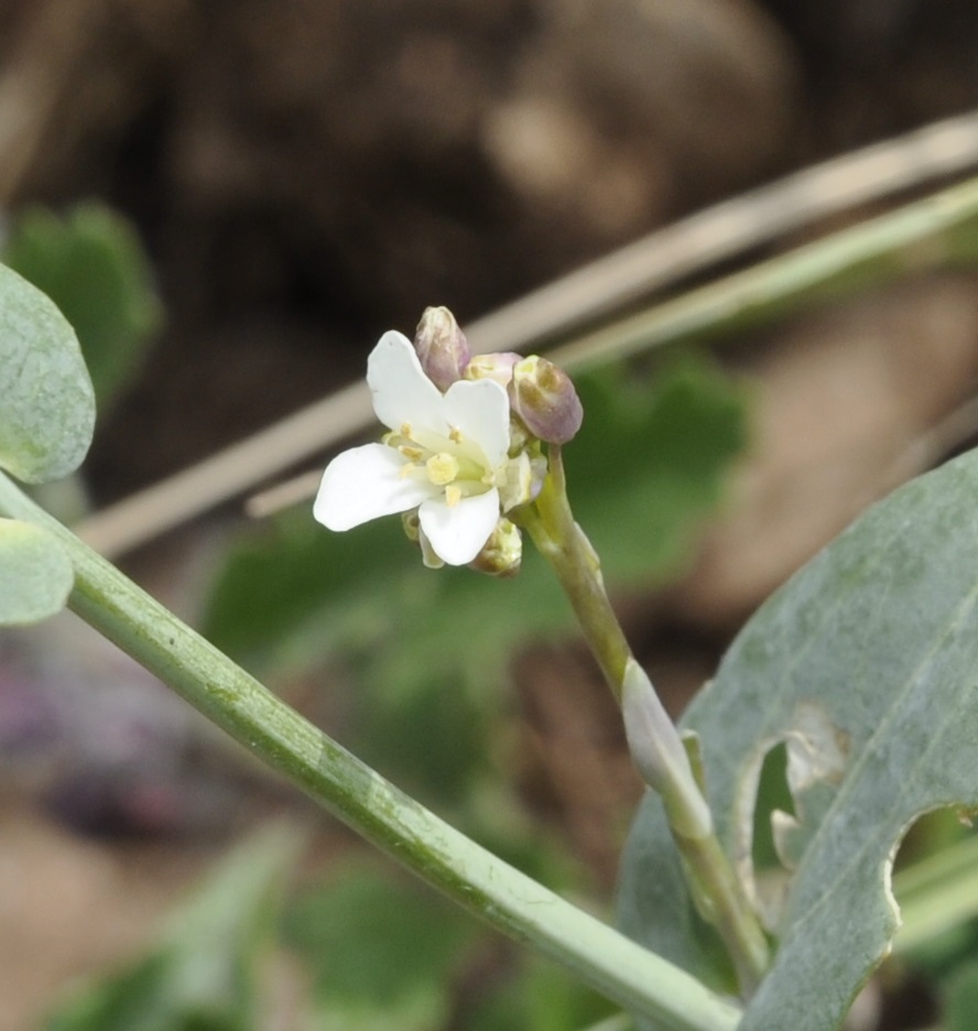 Изображение особи семейство Brassicaceae.