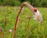 Sanguisorba tenuifolia