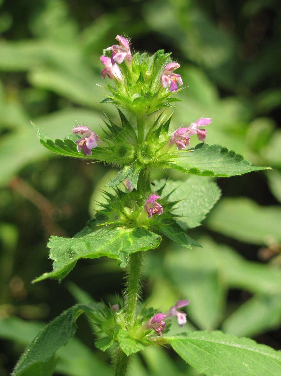 Изображение особи Galeopsis bifida.