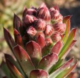 Sempervivum tectorum. Верхушка побега с соцветием в бутонах. Германия, г. Дюссельдорф, Ботанический сад университета. 03.07.2014.