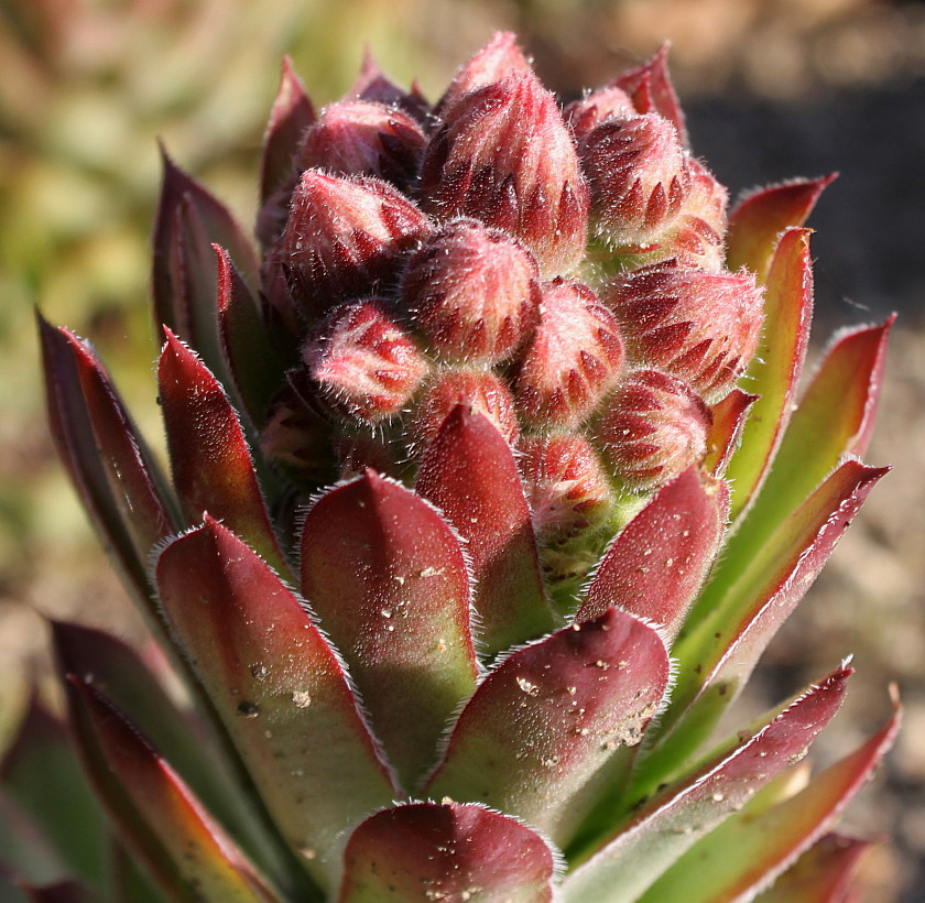 Image of Sempervivum tectorum specimen.