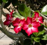 Adenium obesum