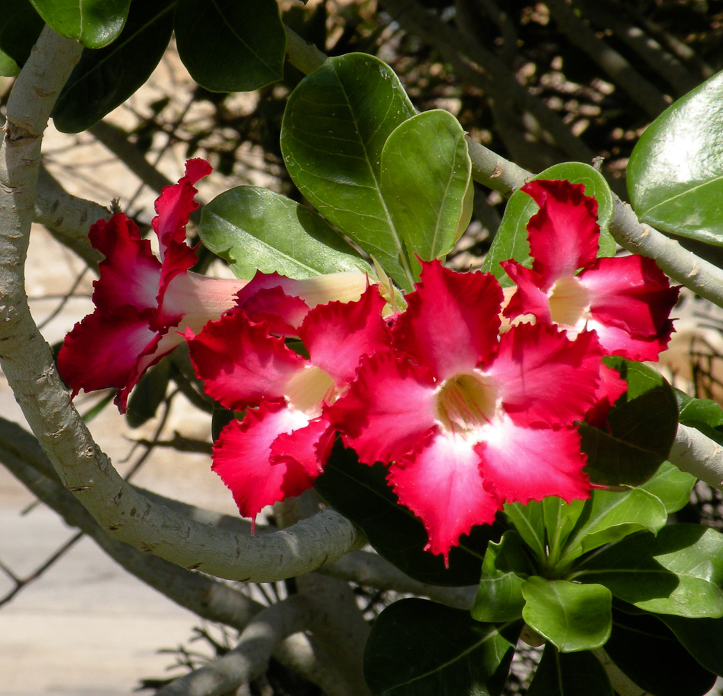 Image of Adenium obesum specimen.