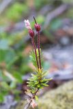 Phyllodoce caerulea. Верхушка побега с плодами. Мурманская обл., Печенгский р-н, лишайниково-кустарничковая тундра западнее хр. Муста-Тунтури. 30.07.2014.