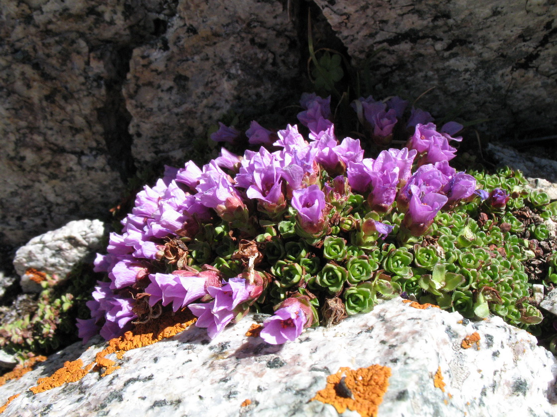 Image of Saxifraga asiatica specimen.