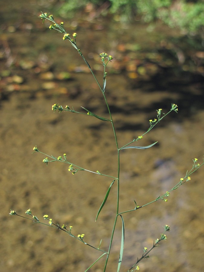 Image of Bupleurum boissieri specimen.