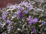 Limonium caspium