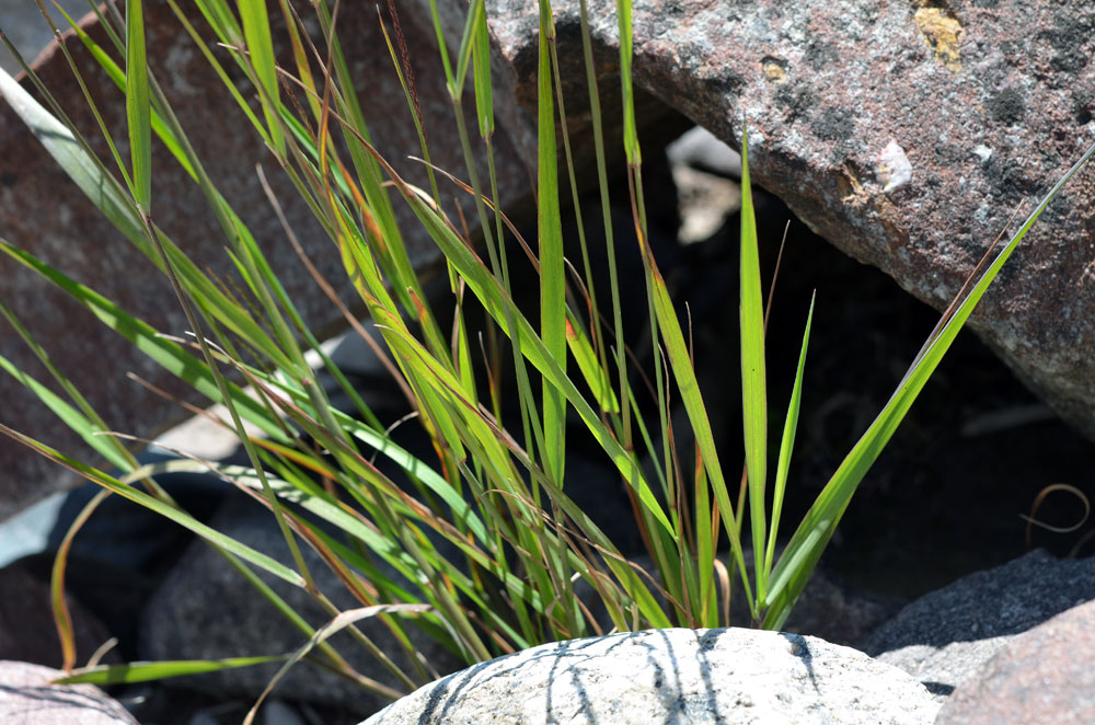 Изображение особи Calamagrostis epigeios.