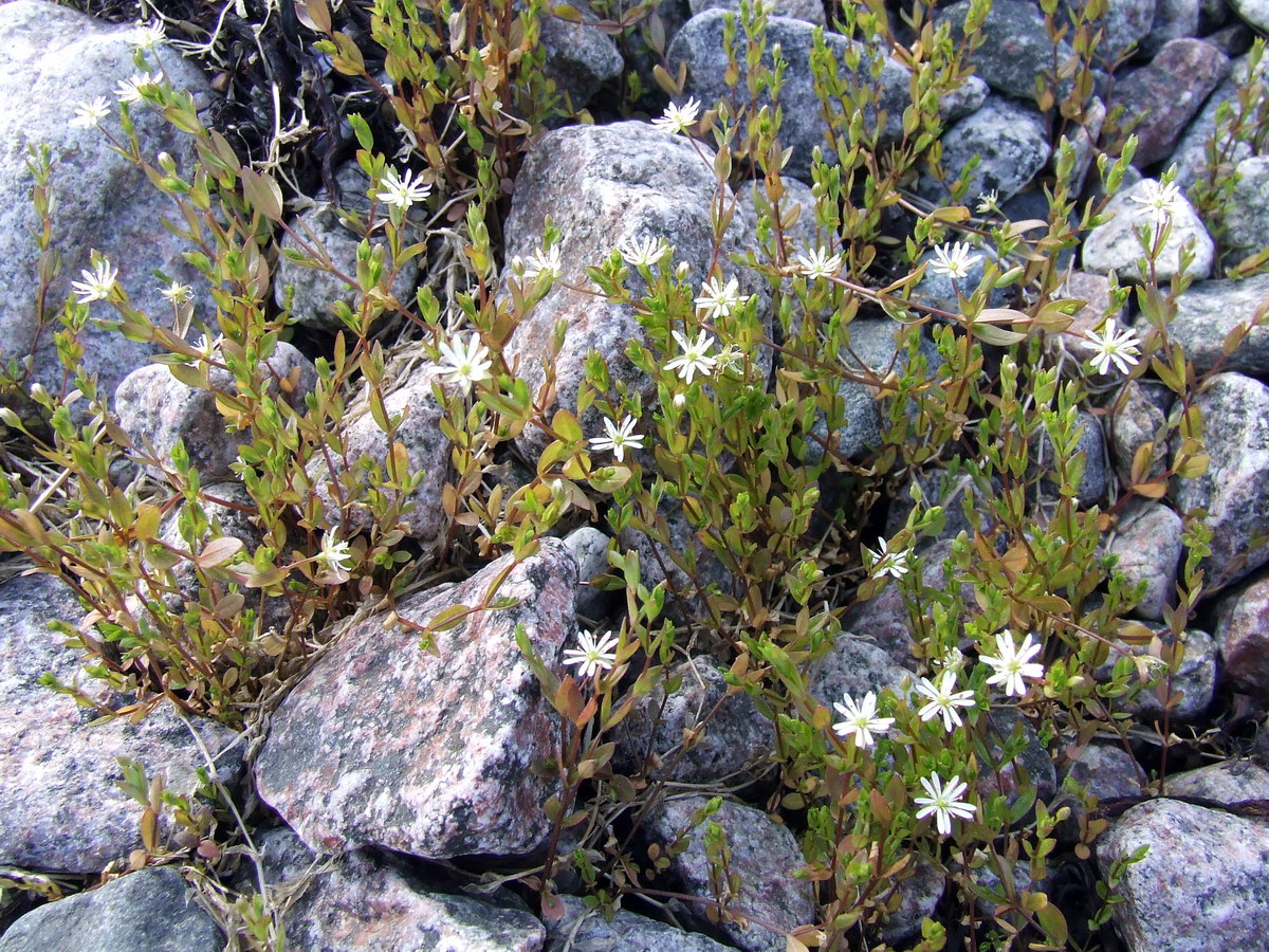 Image of Stellaria crassifolia specimen.