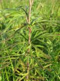 Aconitum volubile. Средняя часть побега. Томская обл., окр. г. Томск, 02.08.2009.