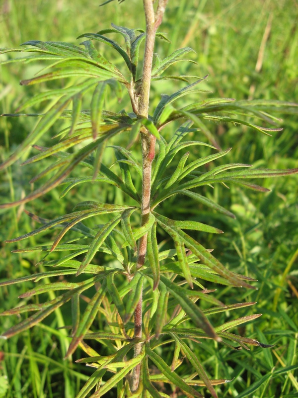 Image of Aconitum volubile specimen.