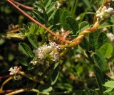 Cuscuta japonica