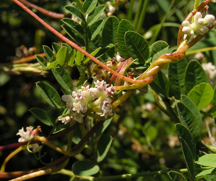Image of Cuscuta japonica specimen.