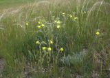 Potentilla astracanica