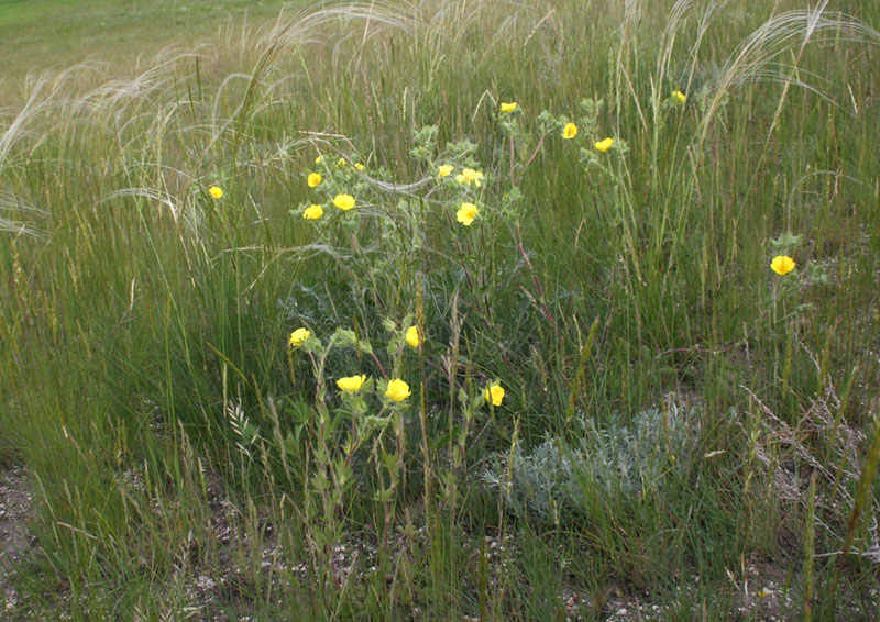 Изображение особи Potentilla astracanica.