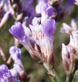 Limonium scoparium. Часть соцветия. Краснодарский край, Кущёвский р-н, станица Шкуринская, сазовая степь. 21.09.2009.