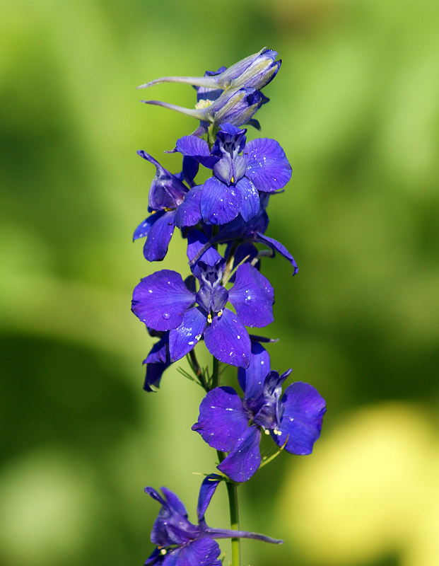 Image of Delphinium ajacis specimen.