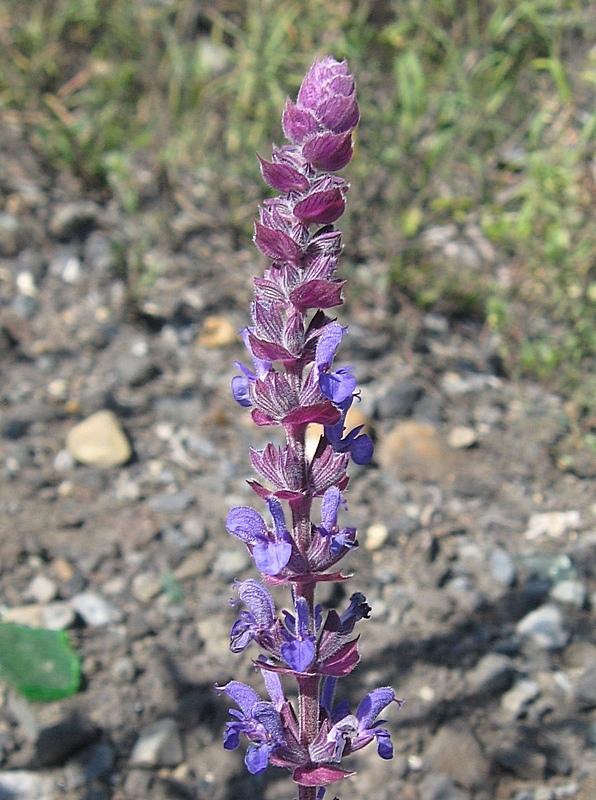 Изображение особи Salvia nemorosa.