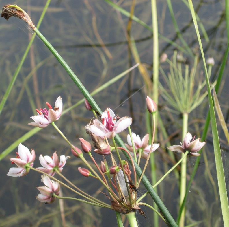 Image of Butomus umbellatus specimen.