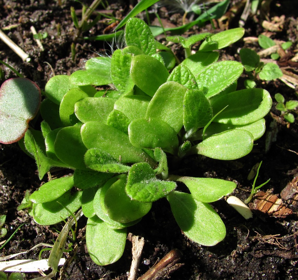 Изображение особи Arctium tomentosum.