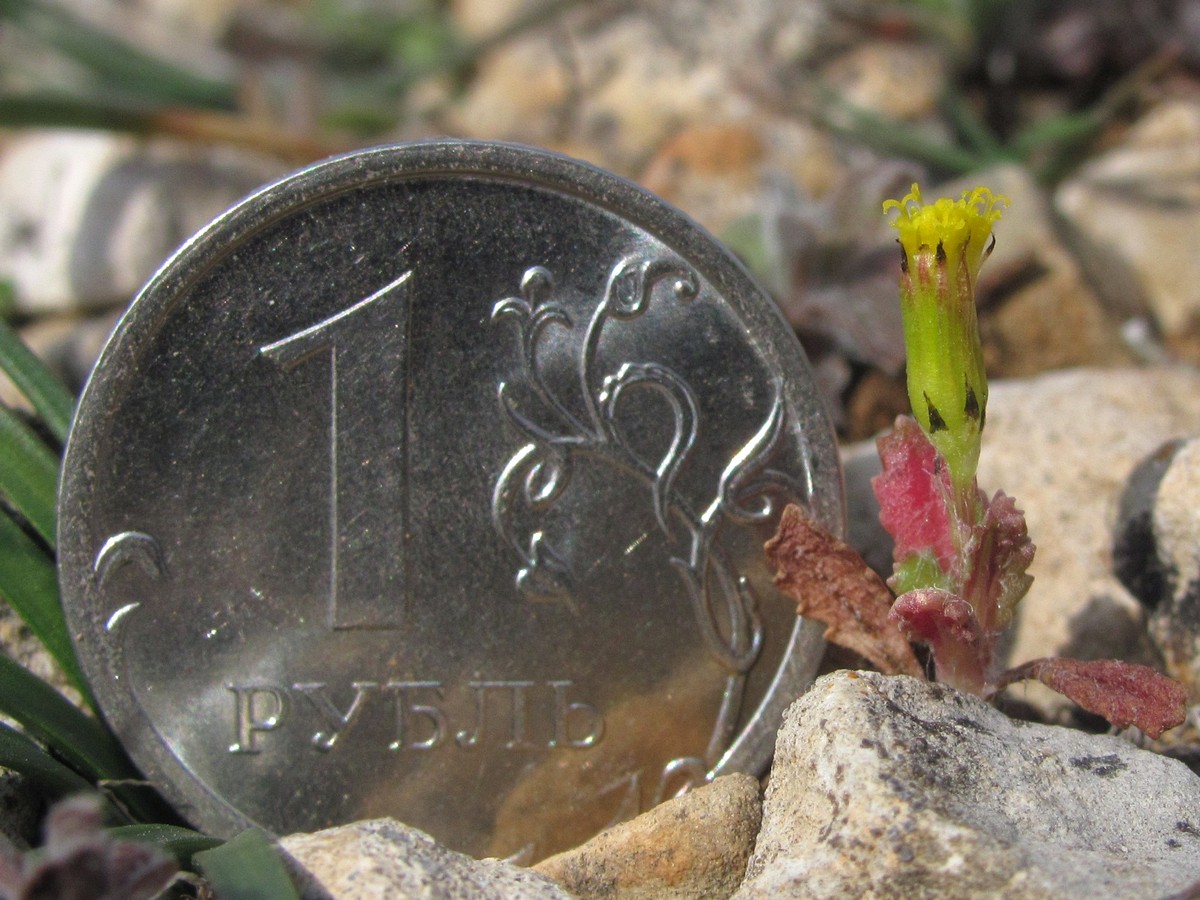 Image of Senecio vulgaris specimen.