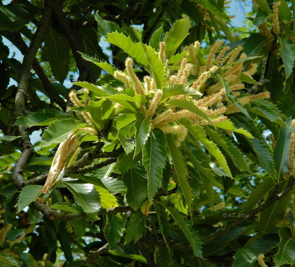 Изображение особи Castanea sativa.