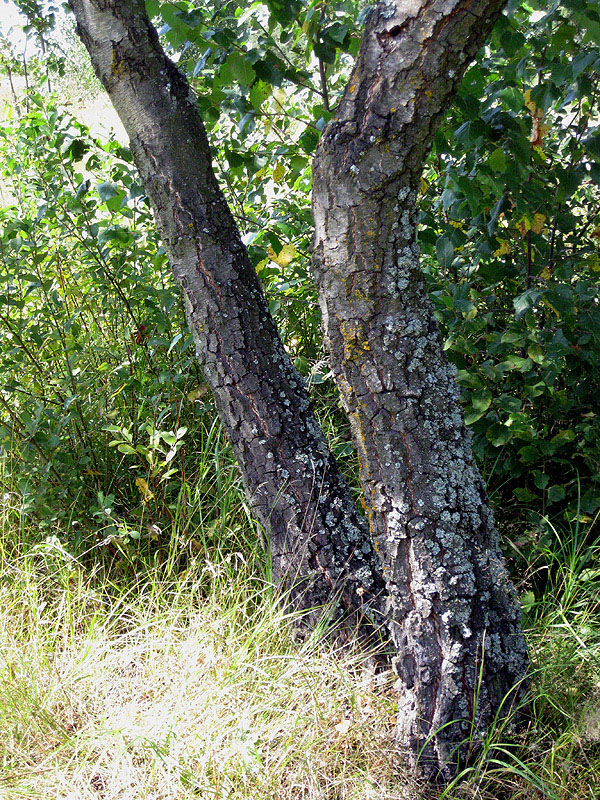 Изображение особи Betula obscura.